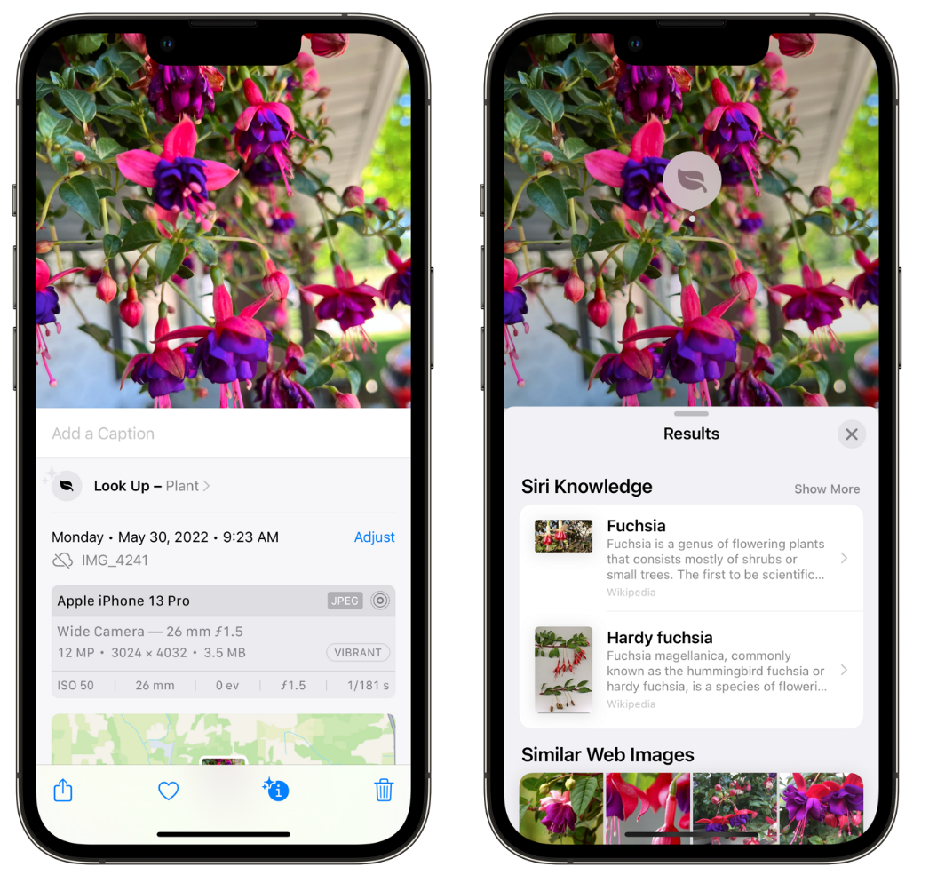 五峰苹果手机维修分享小技巧：使用 iPhone 相机识别花卉植物 